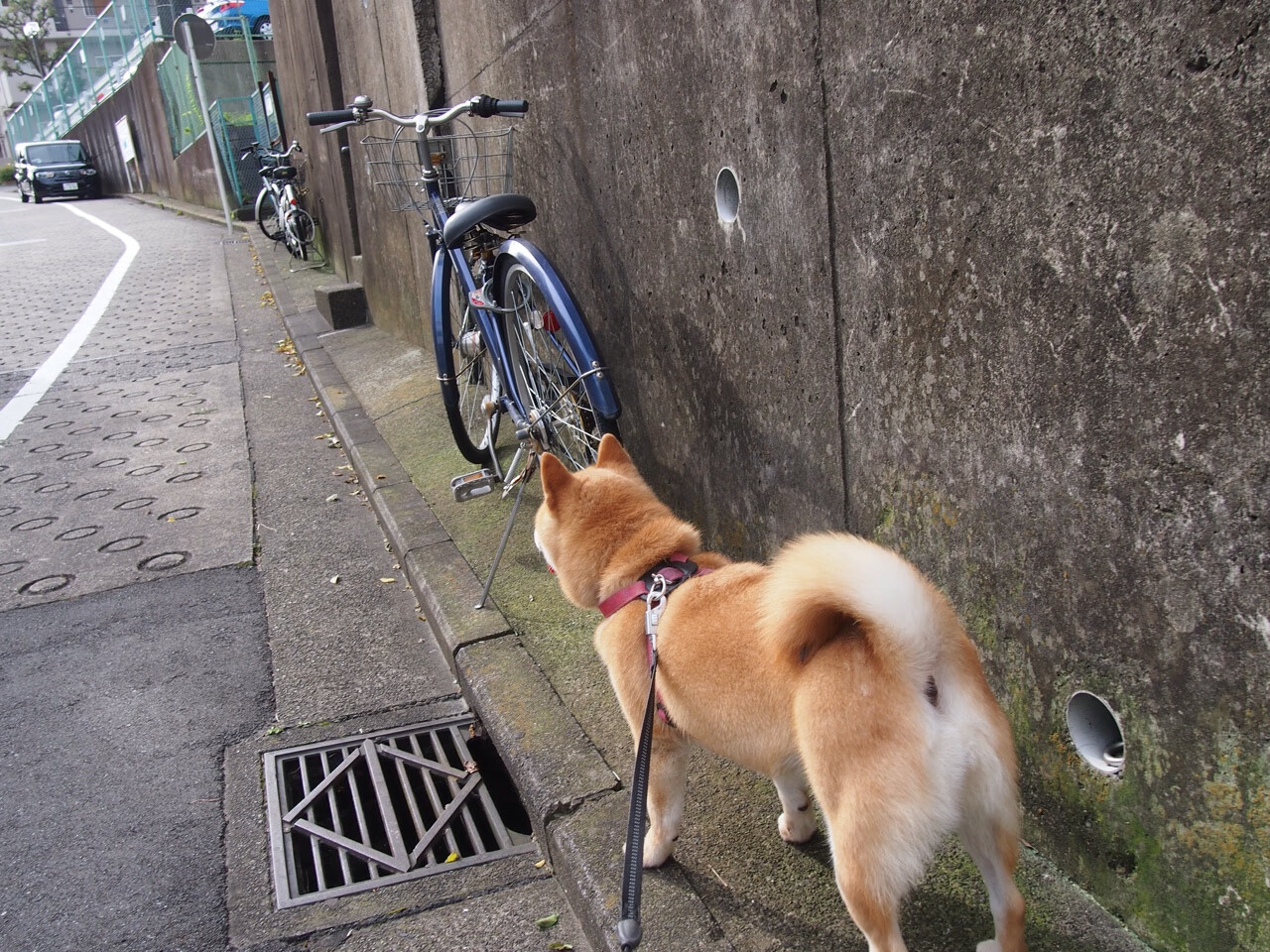 太阳焚尽步行巨人，赵继伟末节觉醒导演逆转奇迹