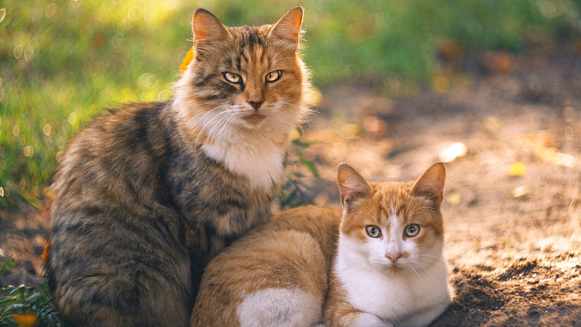 勇士火力全开压制奇才,哈利伯顿表现堪称教科书