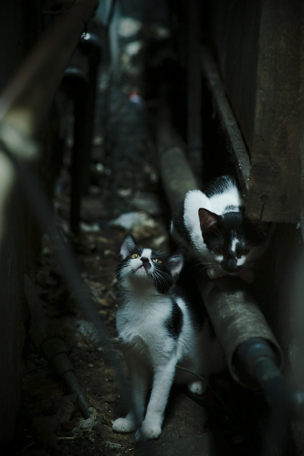枪与弦的协奏,若日尼奥的枢纽艺术彻底锁死蓝军