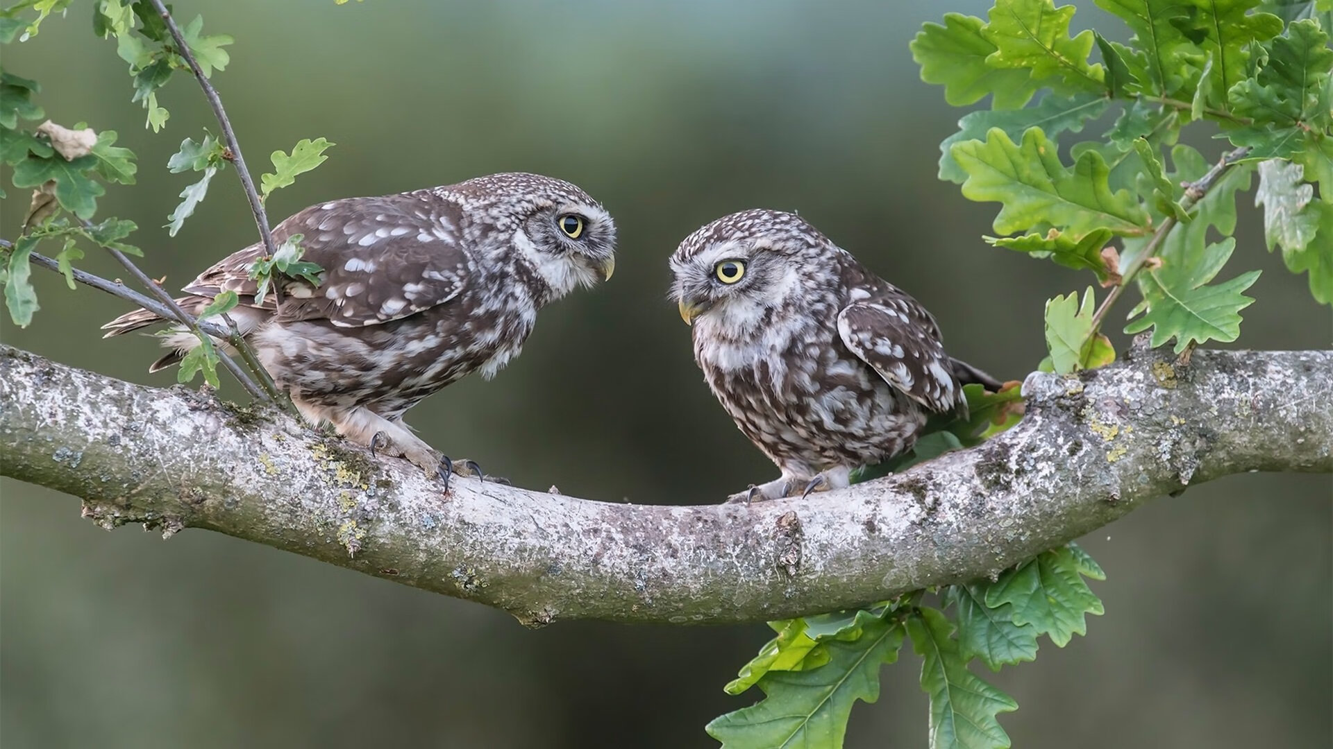 当公牛与勇士在数字战场对决,杰伦·格林成为跨越次元的节奏掌控者