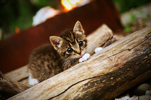颠覆剧本的唯一之手,德里赫特在抢七之夜的无形掌控