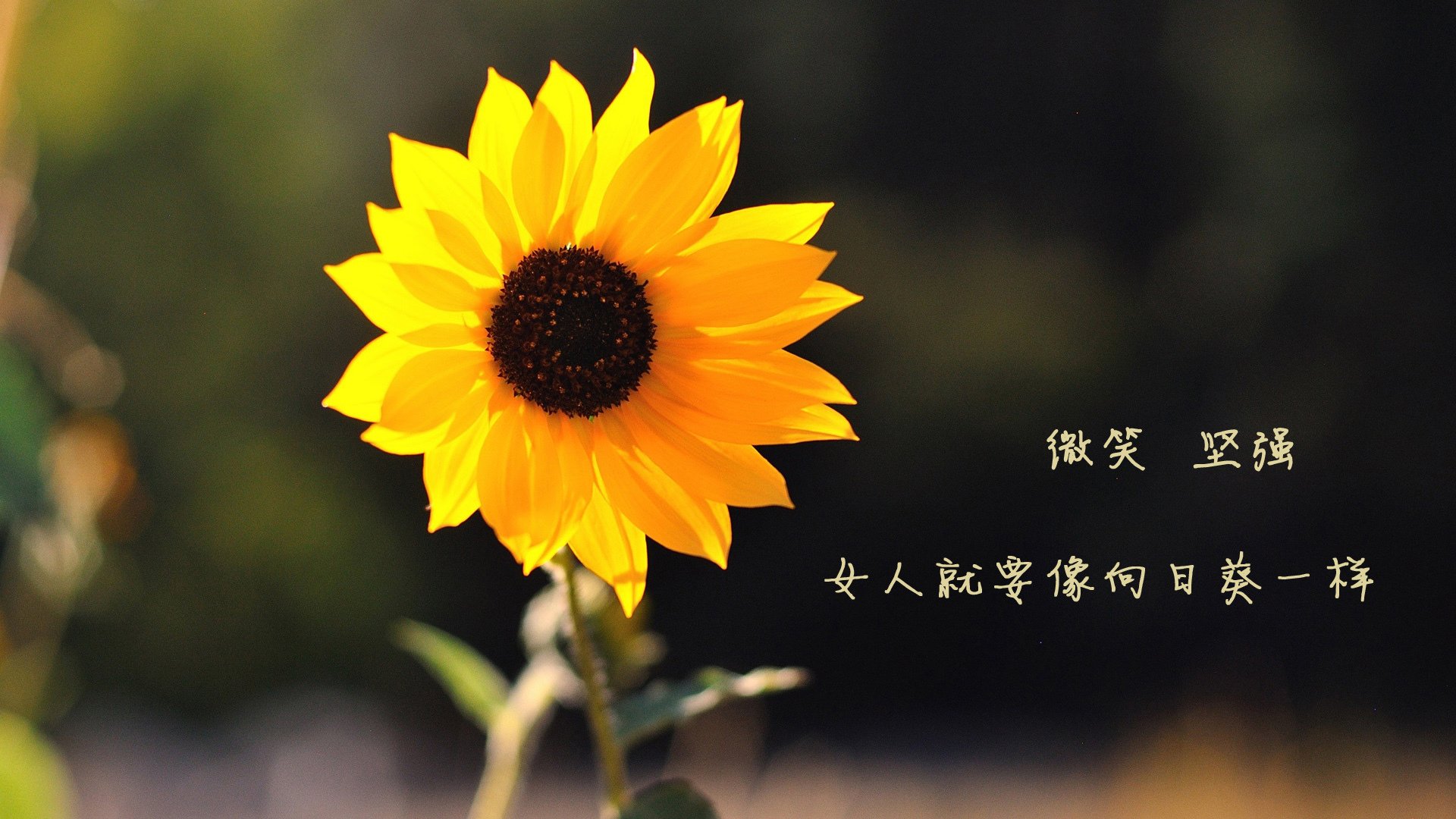 橙色韵律，荷兰以工业节拍掌控澳洲脉搏，加克波用存在感谱写胜负乐章