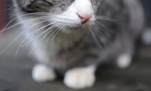 佩德里爆发助阵！莱比锡红牛友谊赛斩落突尼斯，新星闪耀全场