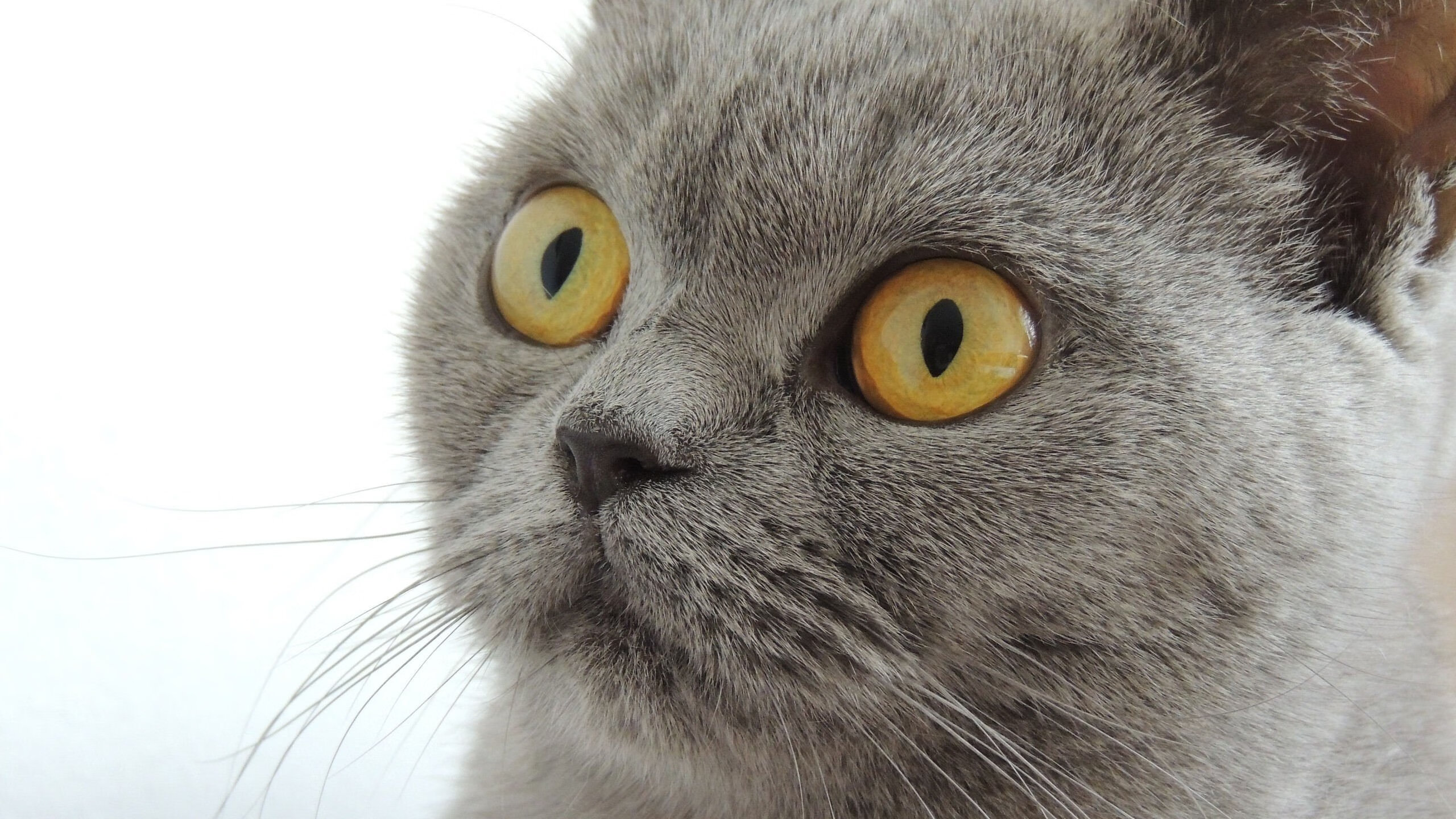 当厄德高走上绿茵场，悬念开始退票