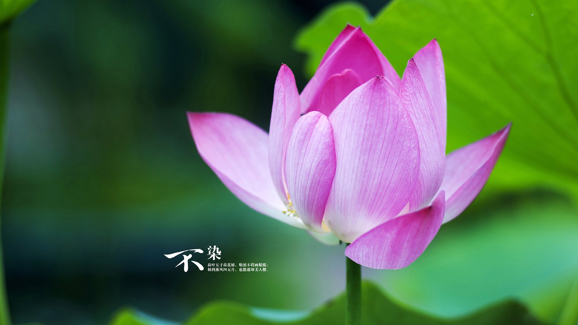 铁血之师攻坚克难，苏亚雷斯弑旧主定乾坤—马德里竞技强势晋级背后的唯一性诠释