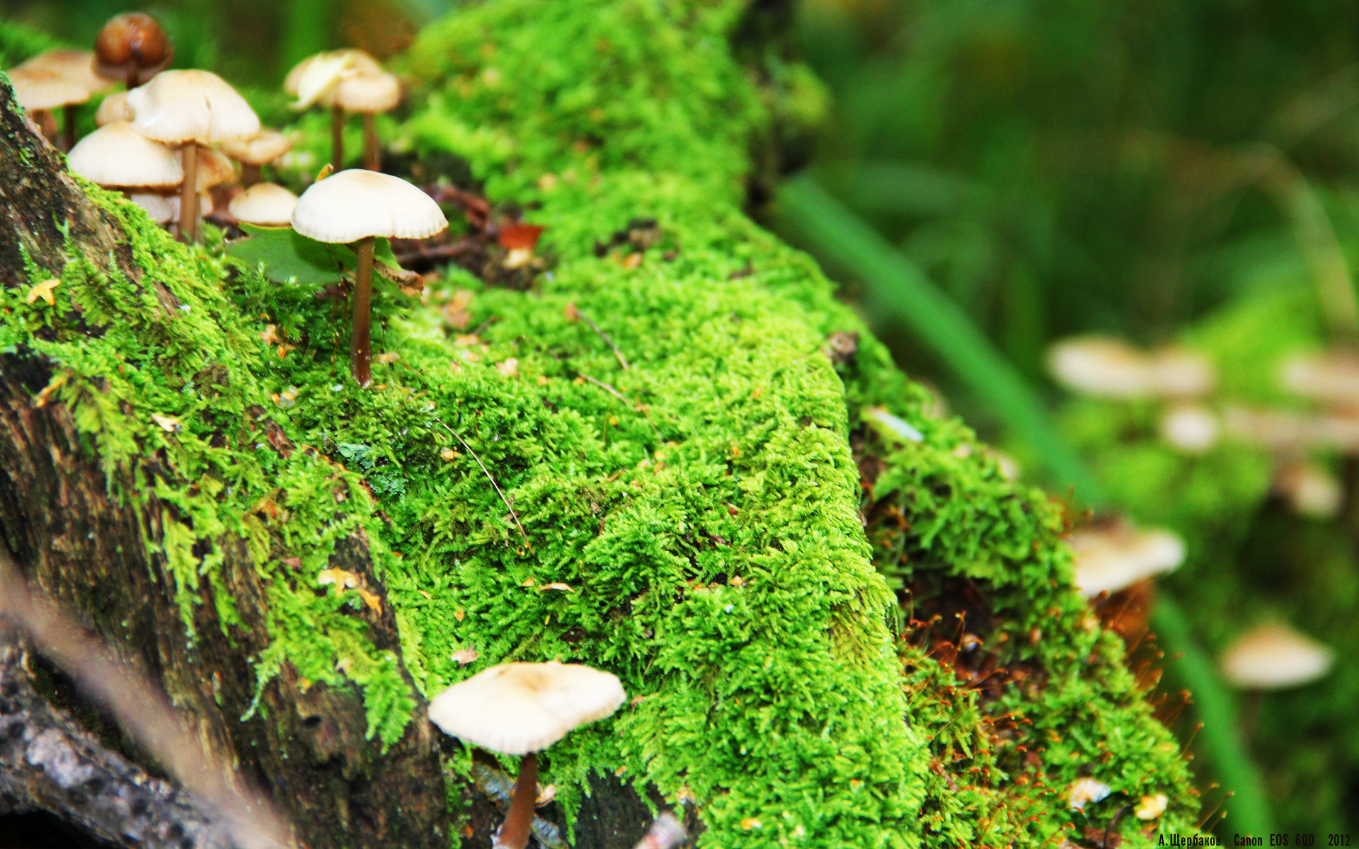 双城记，当意甲焦点战遇见深圳队制霸森林狼般的团队篮球