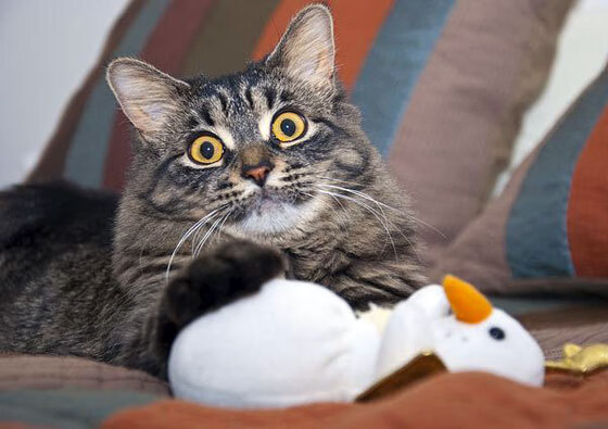 历史首次对决，锡安完成自我救赎，鹈鹕逆转吉林创造篮球交流新篇章